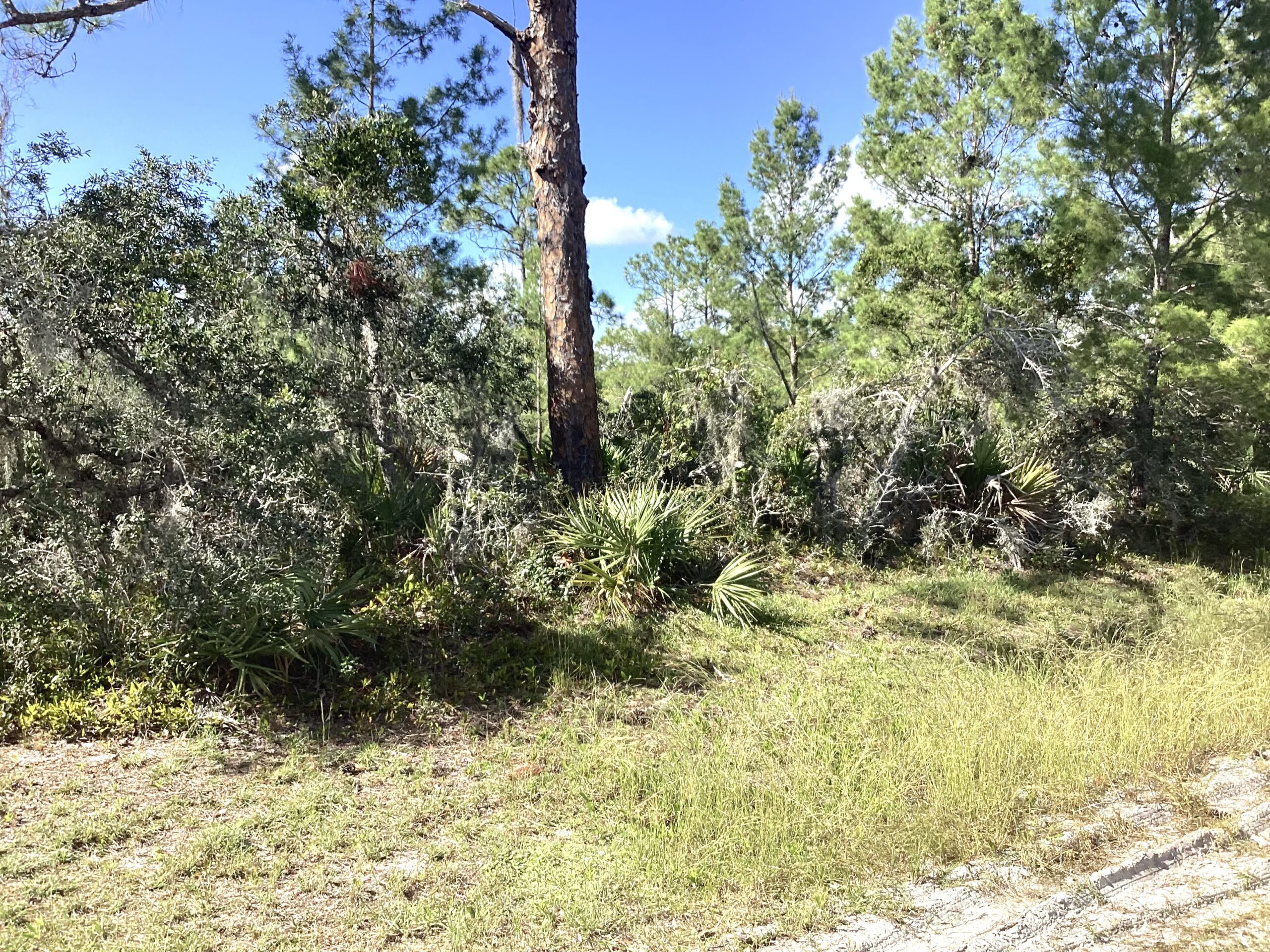 SOLD!!!  119 Grace Avenue NW, Lake Placid, Fl 33852