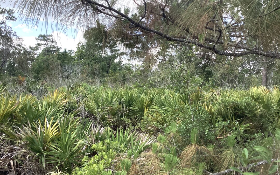 NEW LISTING  338 + 340 Piper St. NW Lake Placid, FL 33852