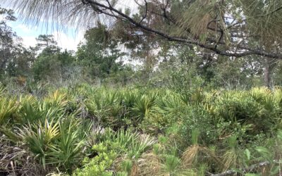NEW LISTING  338 + 340 Piper St. NW Lake Placid, FL 33852