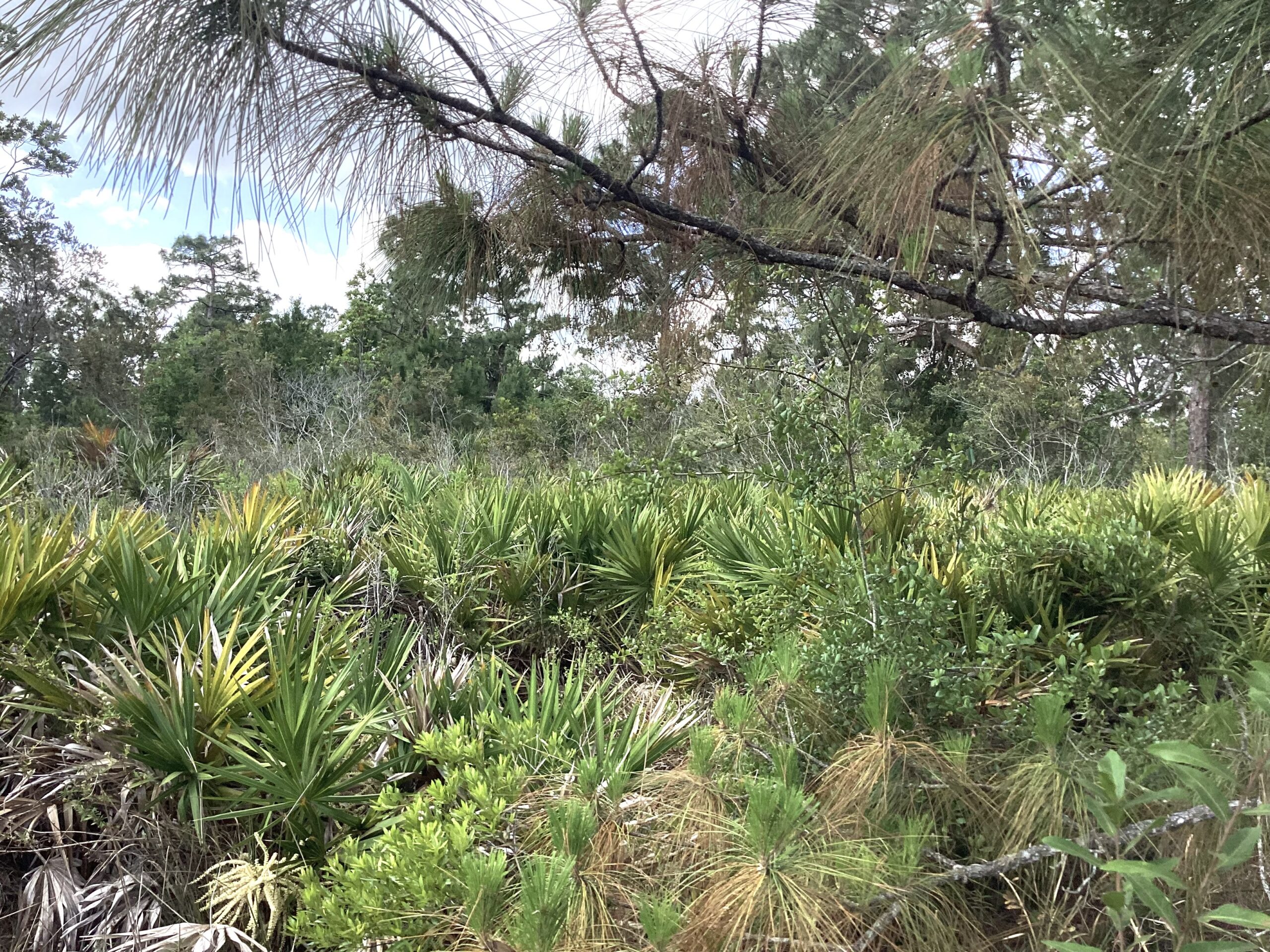 NEW LISTING 338 + 340 Piper St. NW Lake Placid, FL 33852
