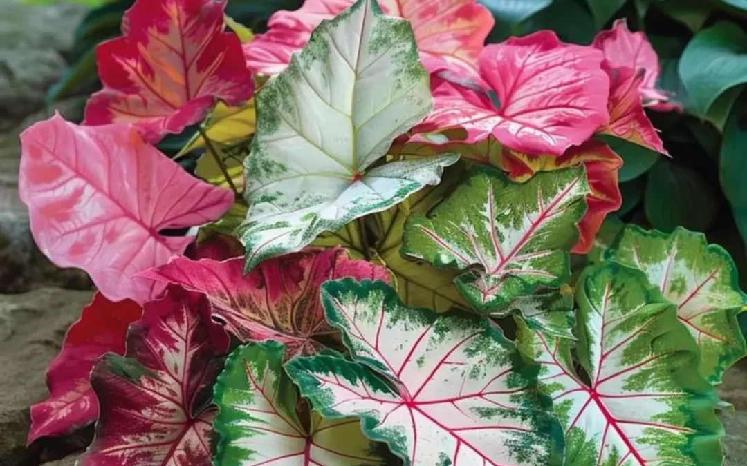 35th Annual Caladium Festival
