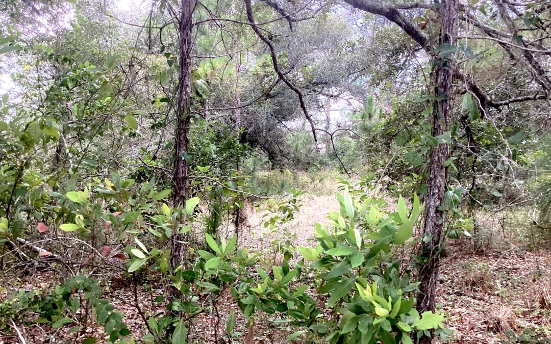 1/2 Acre For Sale