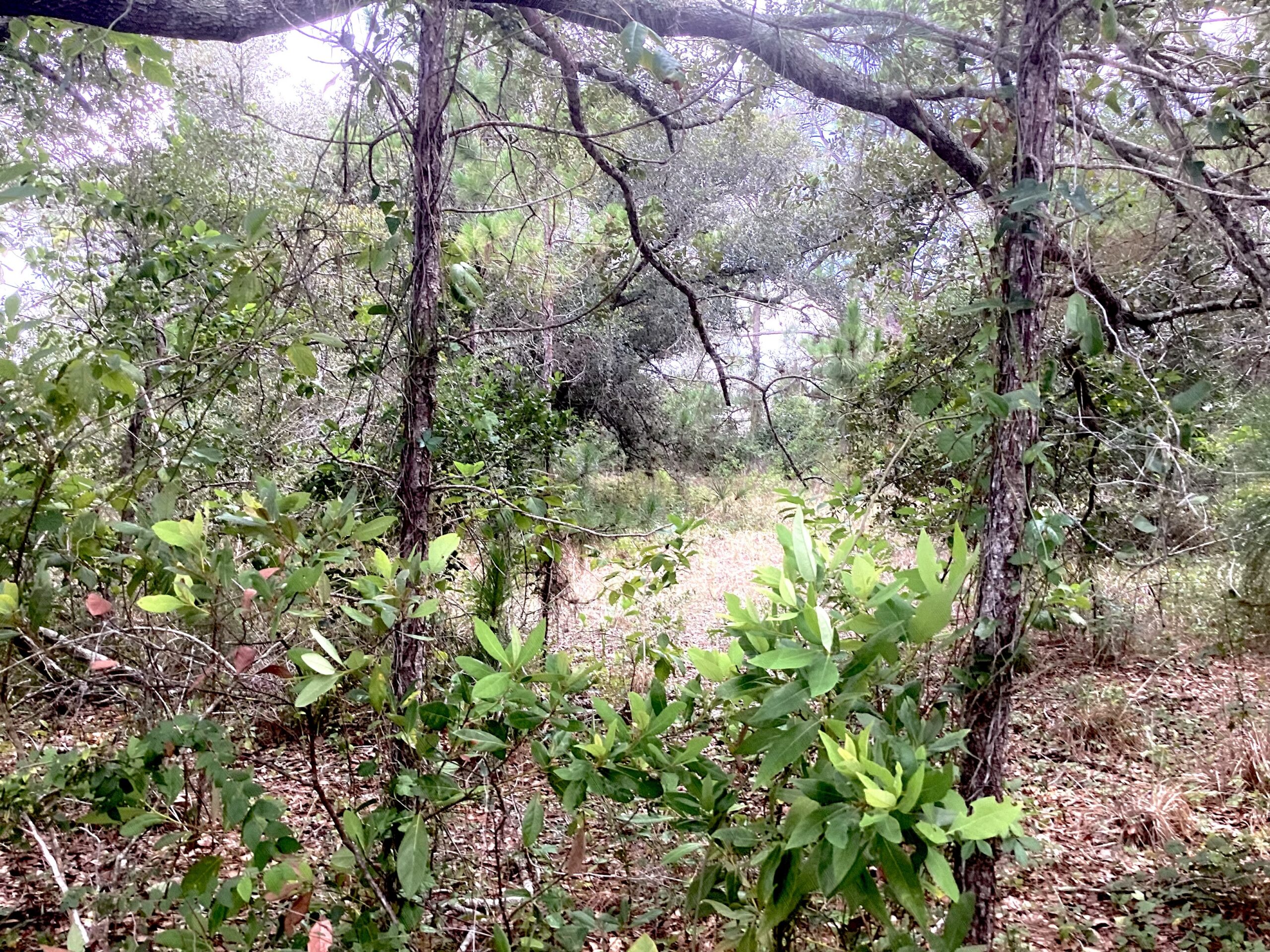 1/2 Acre For Sale